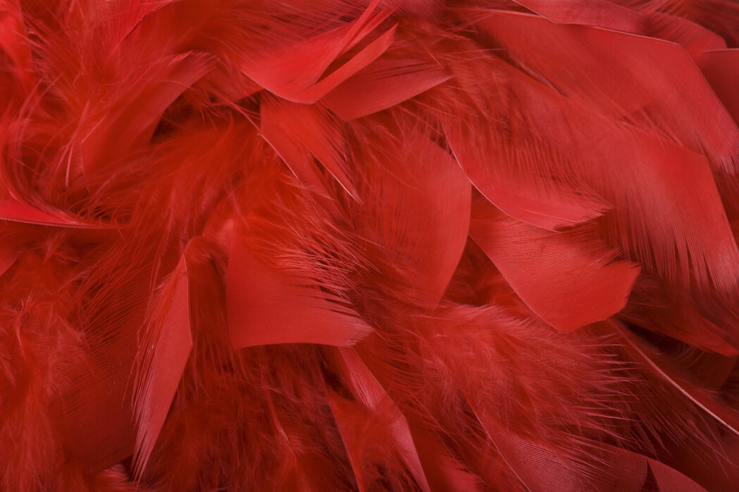 Red Feathers – delightful poster – Photowall